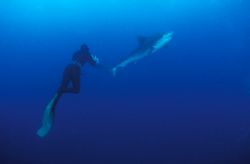 Tiger shark and free diver dance around each other near D... by Fiona Ayerst 
